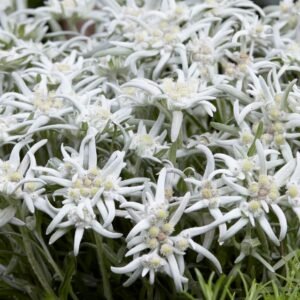Liūtpėdė 'Blossom of Snow' - Image 3