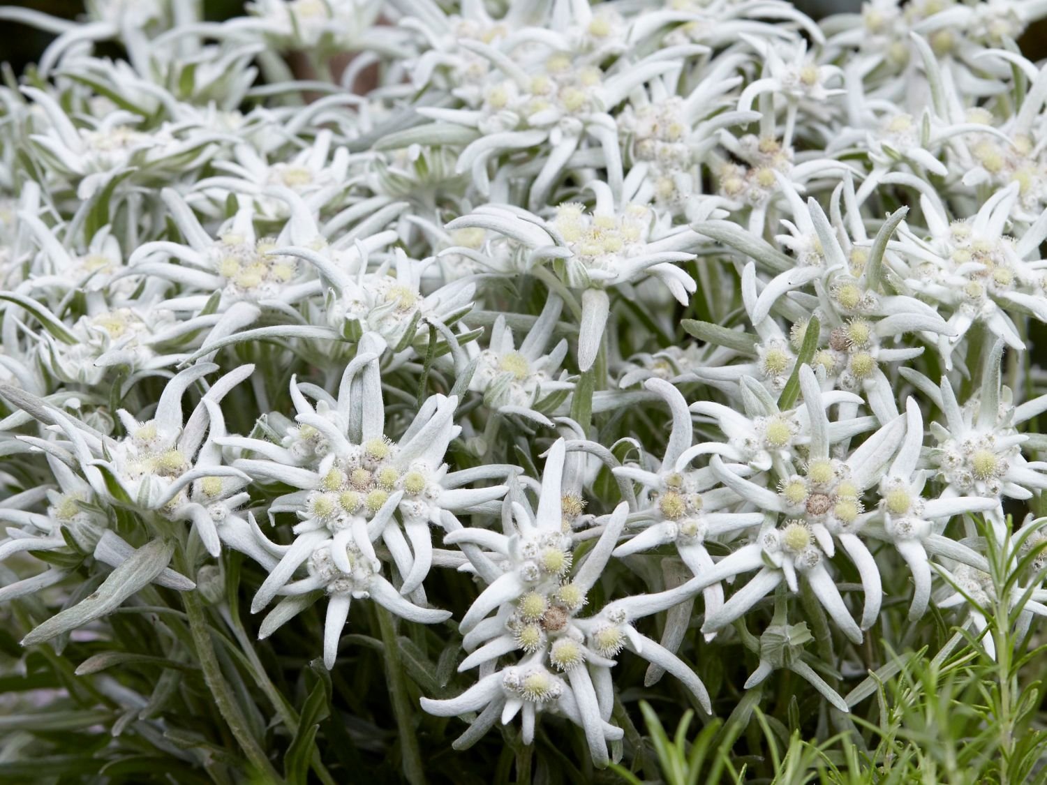Liūtpėdė 'Blossom of Snow' - Image 3