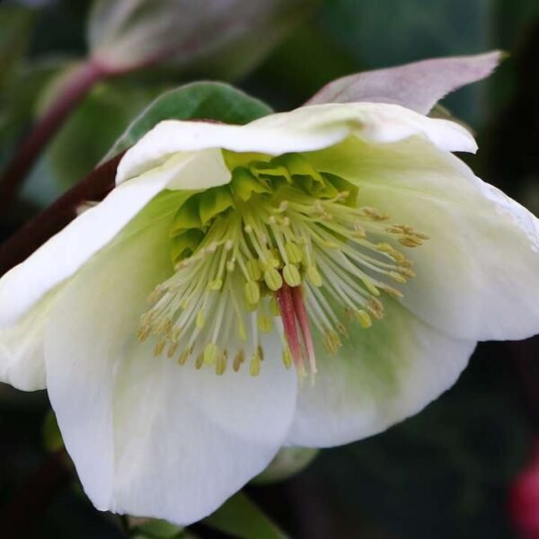Eleboras Frostkiss 'Molly's White'
