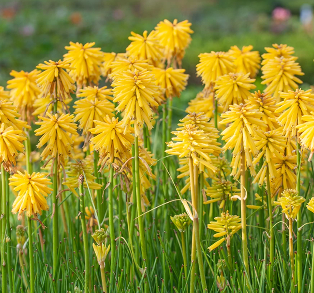 Knipofija 'Banana Popsicle'