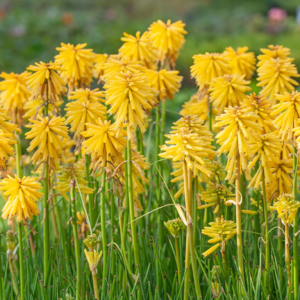 Knipofija 'Banana Popsicle' - Image 1