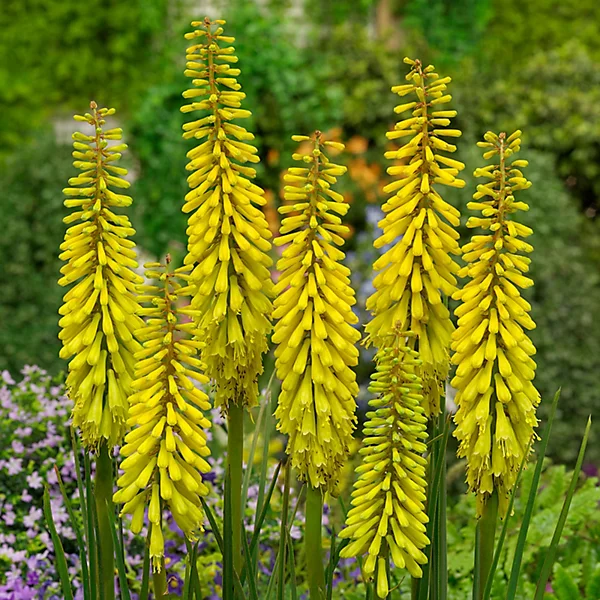 Knipofija 'Banana Popsicle'