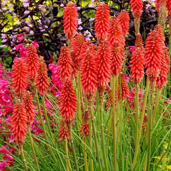 Knipofija 'Redhot Popsicle'