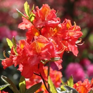 Azalija didžiažiedė 'Juanita' - Image 1