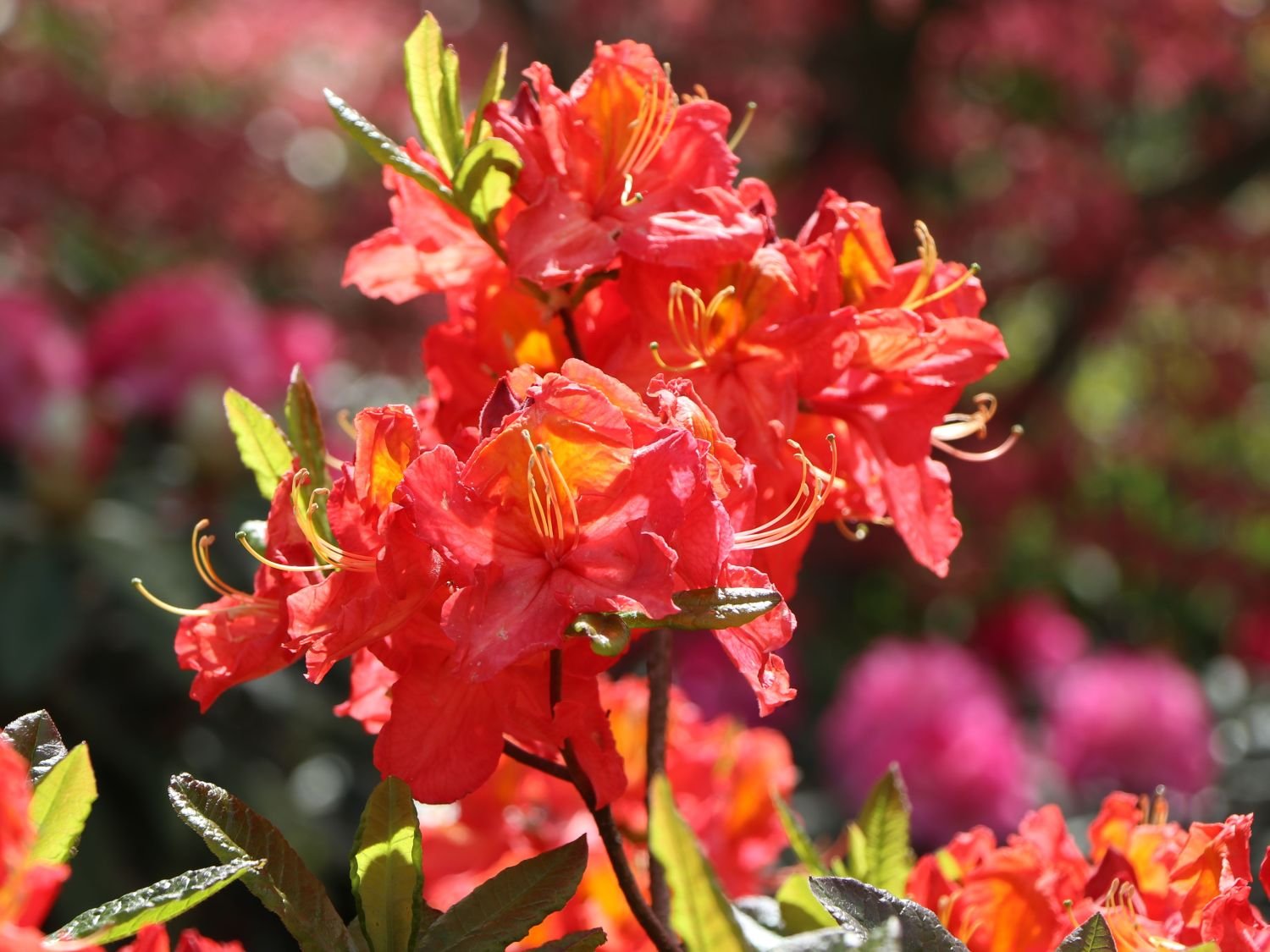 Azalija didžiažiedė 