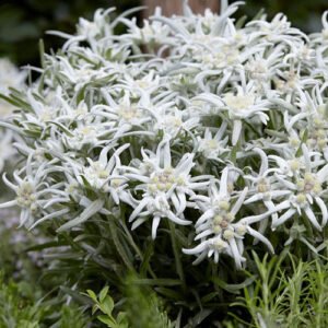 Liūtpėdė 'Blossom of Snow' - Image 1