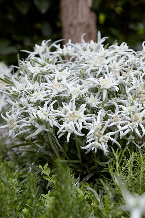 Liūtpėdė 'Blossom of Snow'