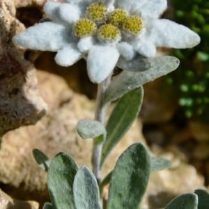 Liūtpėdė 'Blossom of Snow' - Image 2