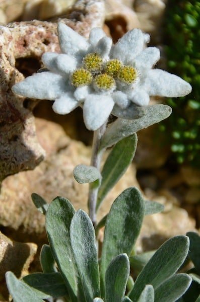 Liūtpėdė 'Blossom of Snow'