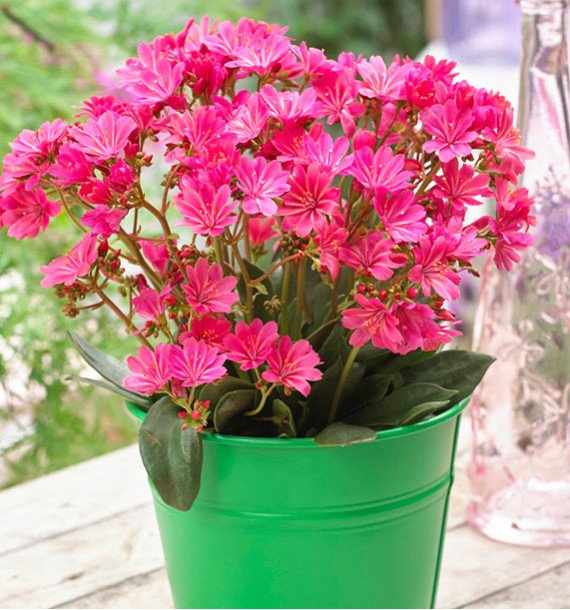 Levisija 'Safira Coral'