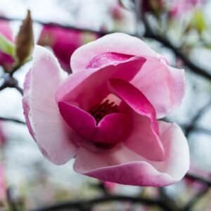 Magnolija sulanžo 'Lombardy Rose' - Image 2