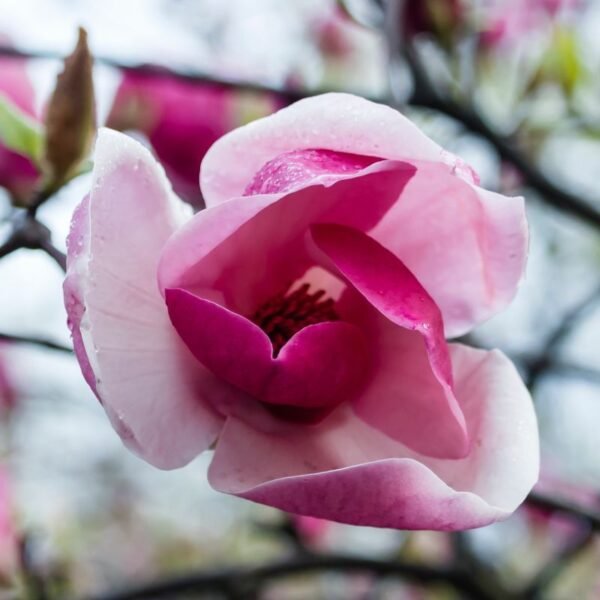 Magnolija sulanžo 'Lombardy Rose'