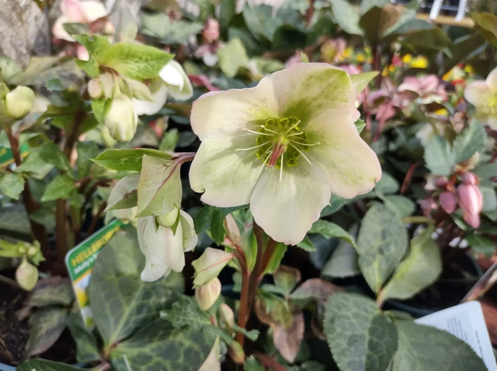 Eleboras Frostkiss 'Molly's White'