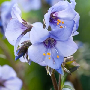 Palemonas 'Heaven Scent' - Image 2