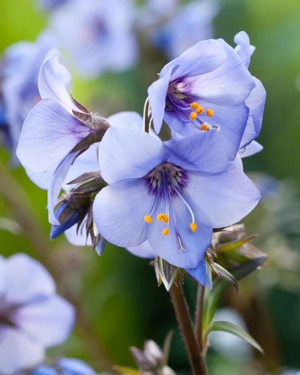 Palemonas 'Heaven Scent'