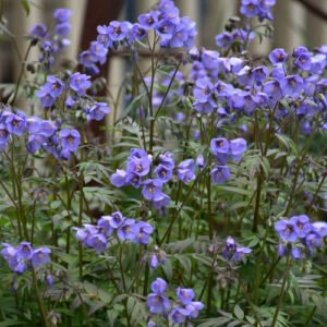 Palemonas 'Heaven Scent' - Image 1