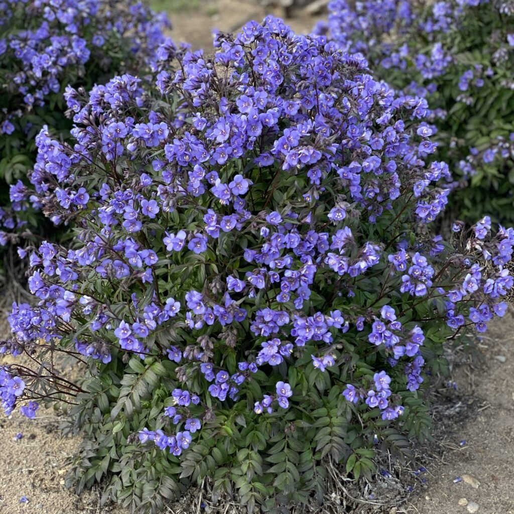 Palemonas 'Heaven Scent'