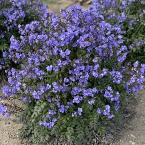 Palemonas 'Heaven Scent' - Image 3