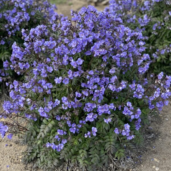 Palemonas 'Heaven Scent'
