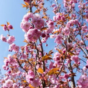 Sakura 'Kanzan' - Image 4