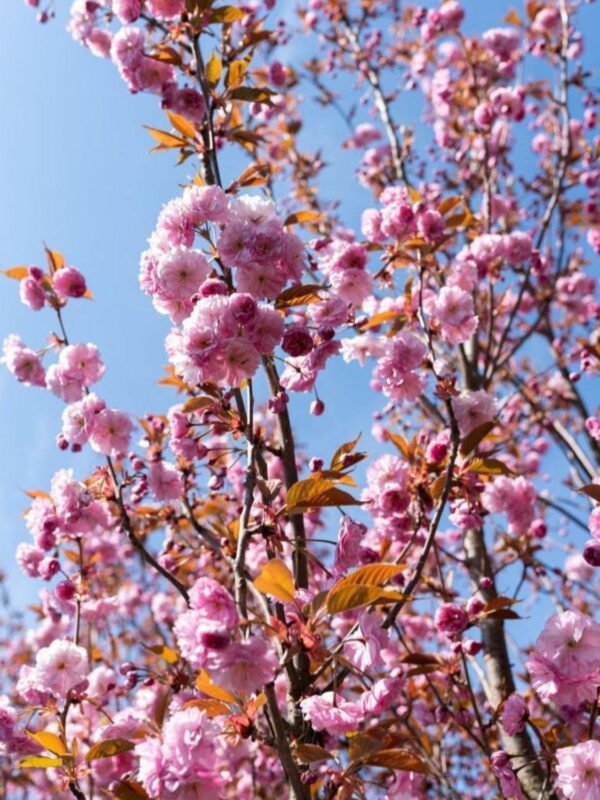 Sakura 'Kanzan'
