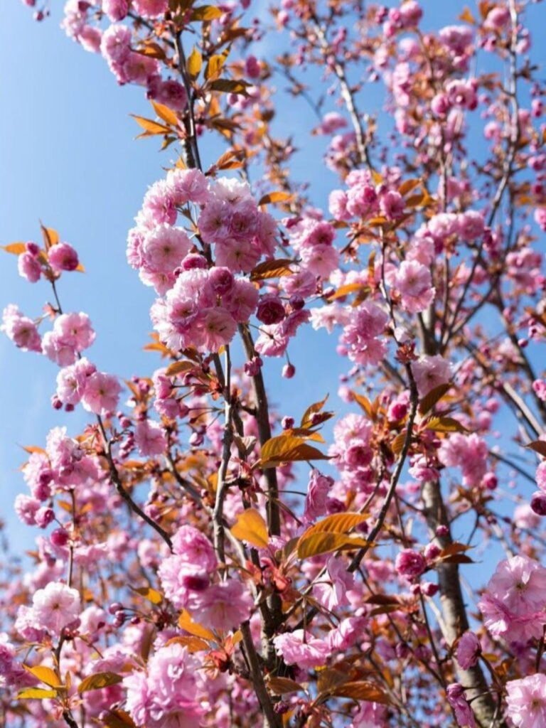 Sakura 'Kanzan'