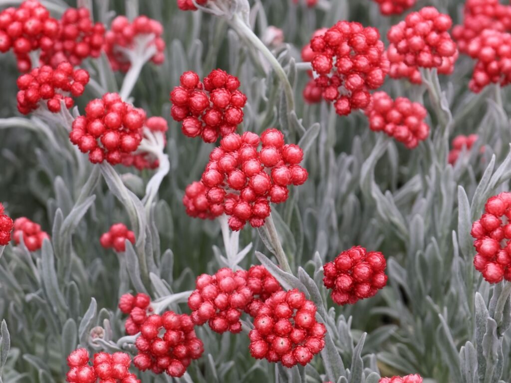 Šlamutis 'Red Jewel'