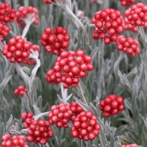 Šlamutis 'Red Jewel' - Image 1