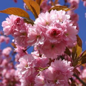 Sakura 'Kanzan' - Image 2