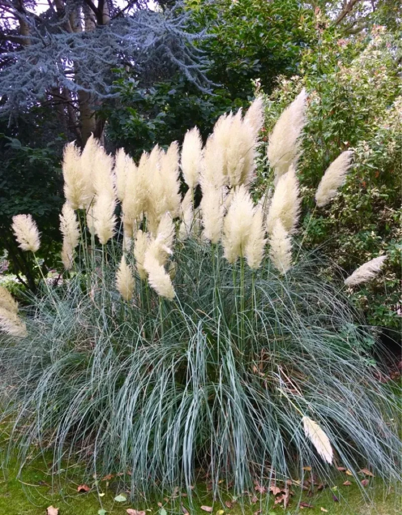 Argentininė kortaderija 'Pumila'