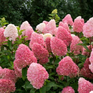 Hortenzija ‘Pink and Rose’ - Image 2