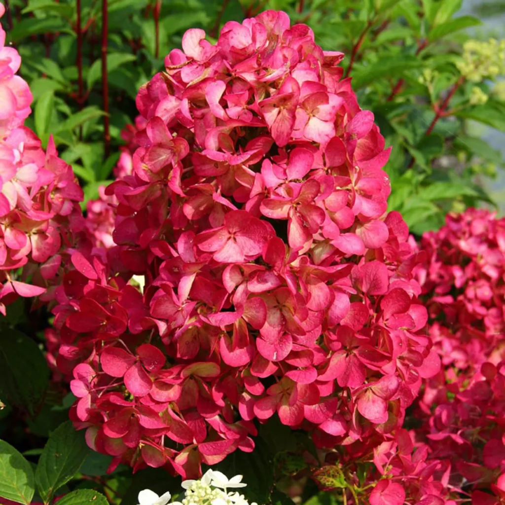 Hortenzija šluotelinė 'Diamant Rouge'