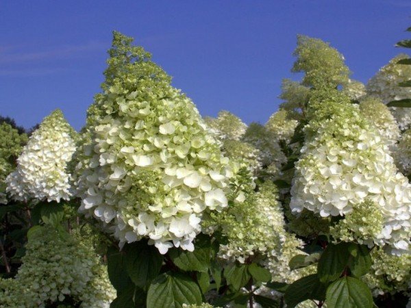 Hortenzija šluotelinė 'Magical Moonlight'
