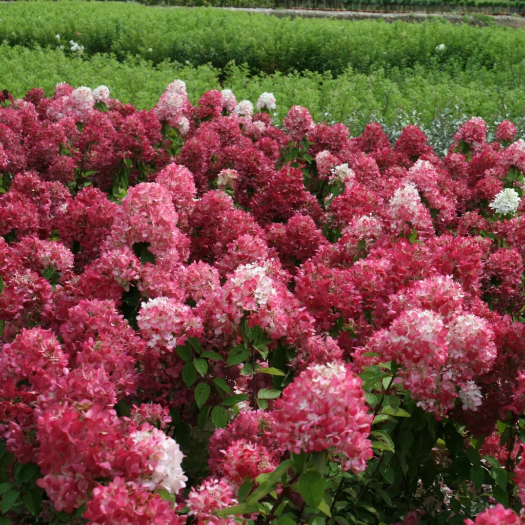 Hortenzija šluotelinė 'Diamant Rouge'