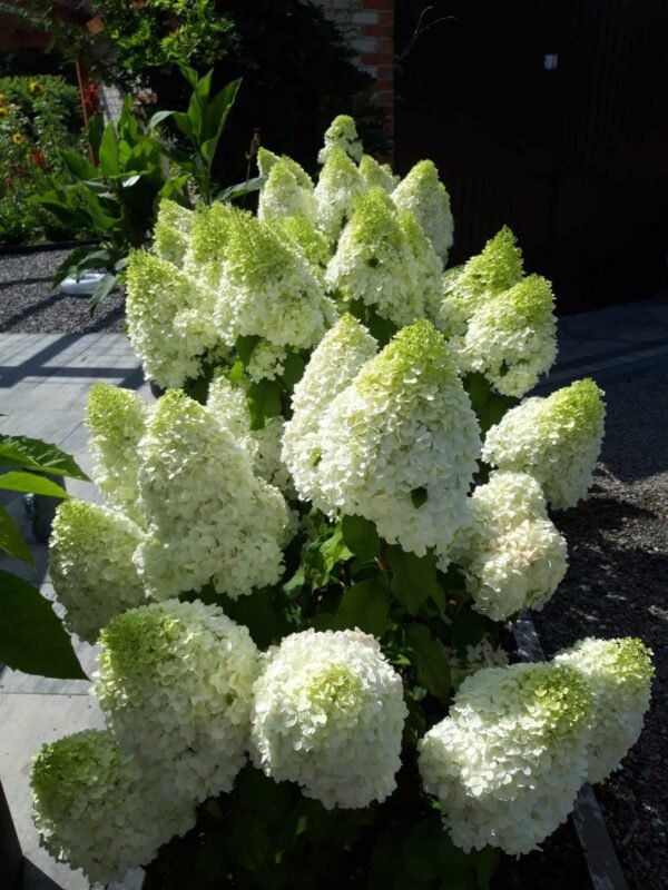 Šluotelinė hortenzija ‘Living Summer Snow’