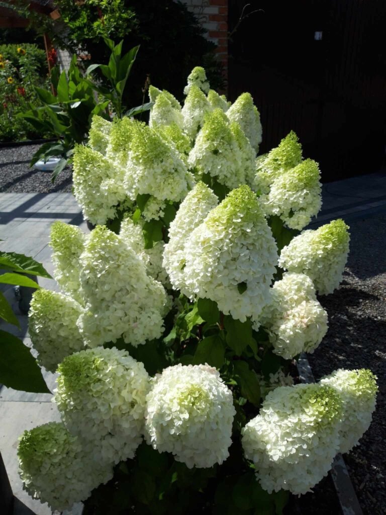 Šluotelinė hortenzija ‘Living Summer Snow’