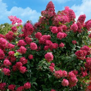 Hortenzija šluotelinė 'Diamant Rouge' - Image 3