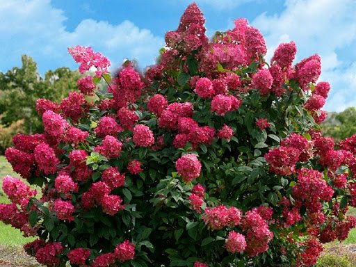 Hortenzija šluotelinė 'Diamant Rouge'