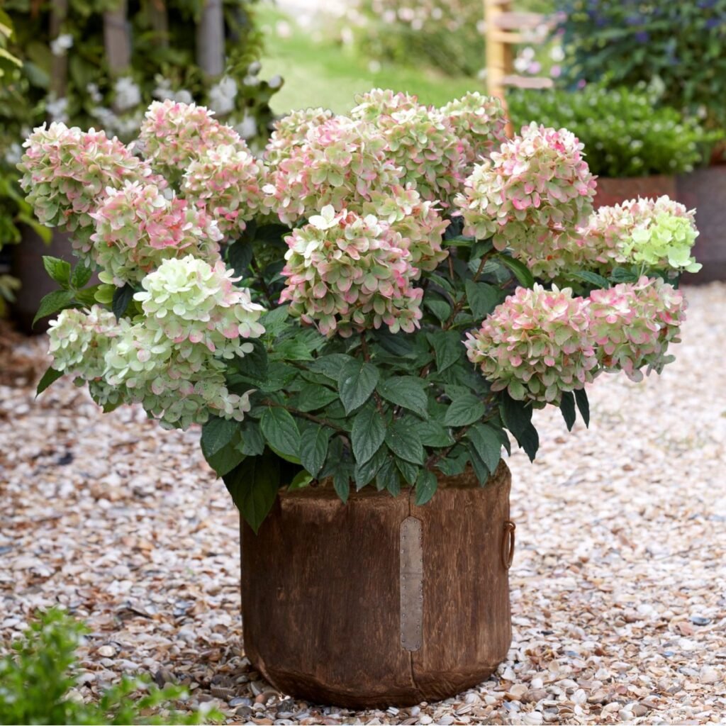 Hortenzija šluotelinė 'Pink Light'