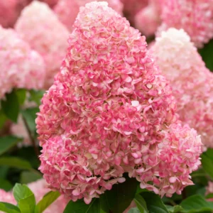 Hortenzija ‘Pink and Rose’ - Image 1