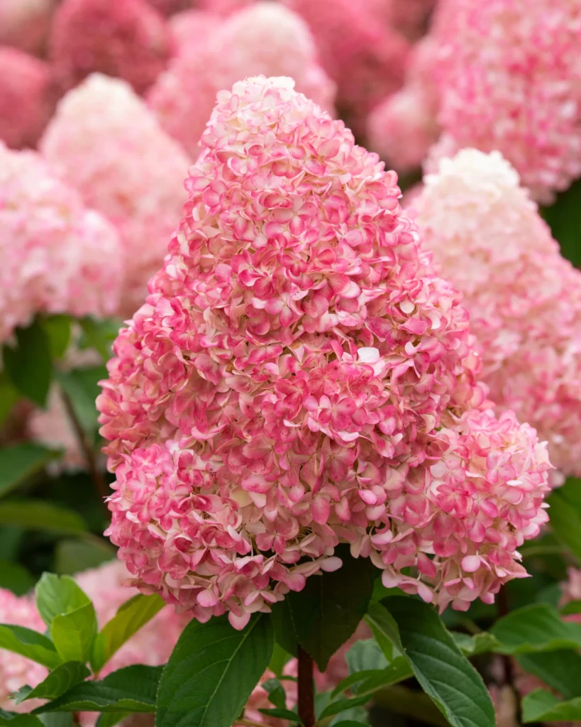 Hortenzija ‘Pink and Rose’