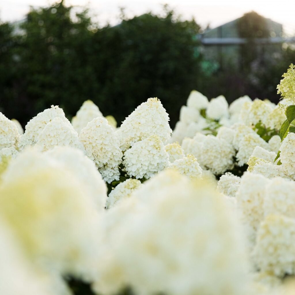 Šluotelinė hortenzija ‘Living Summer Snow’