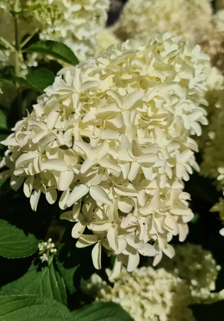 Hortenzija šluotelinė ‘Skyfall’