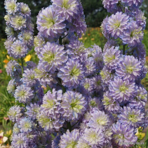 Pentinius 'Moonlight'