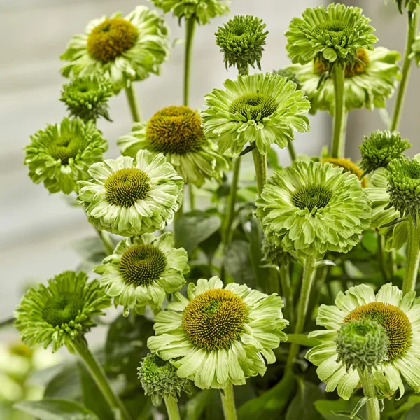 Ežiuolė 'Sunseekers Apple Green'