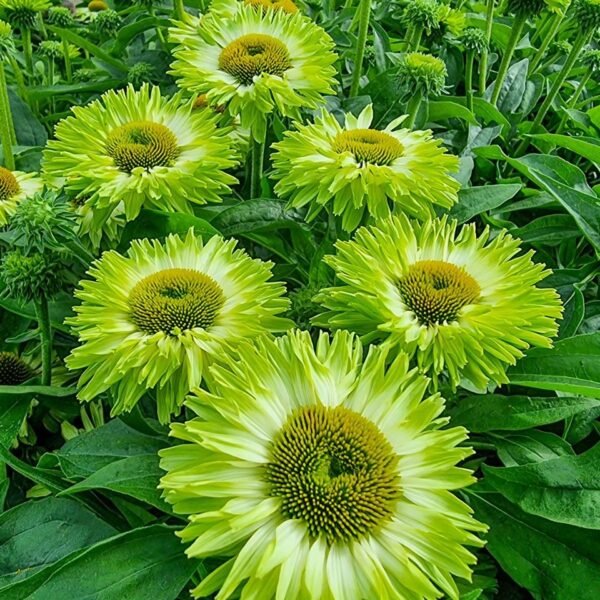 Ežiuolė 'Sunseekers Apple Green'