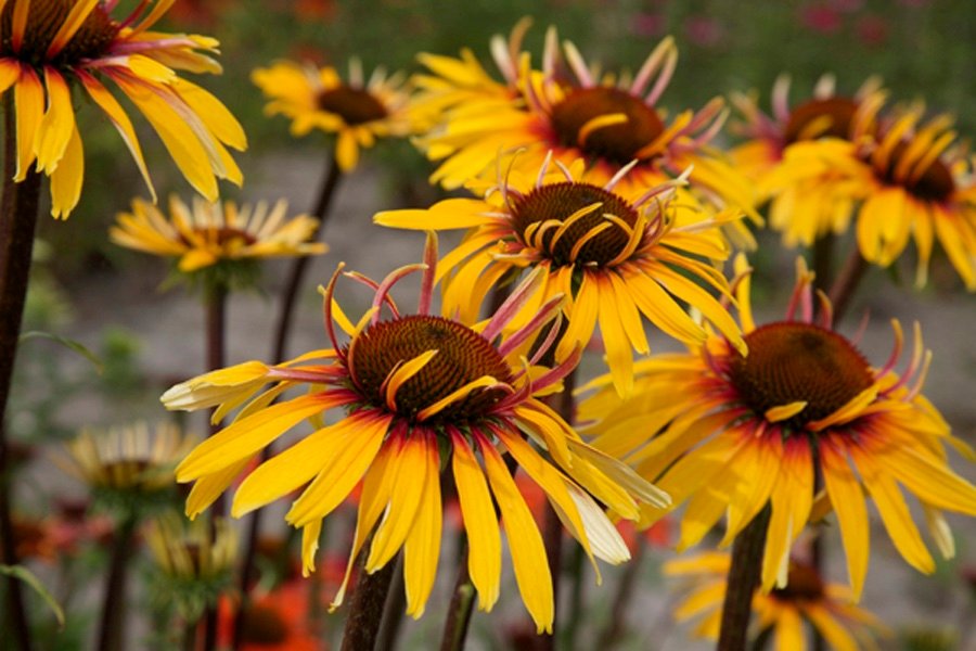 Ežiuolė 'Funky Yellow'