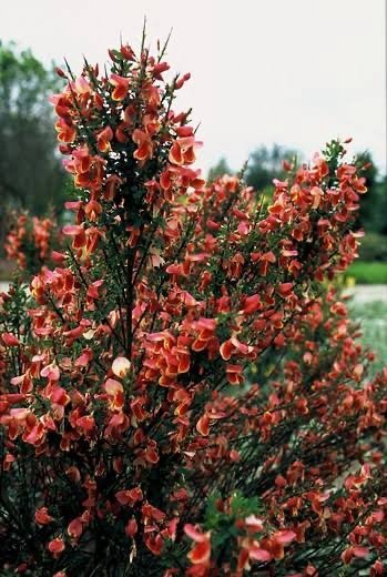 Raipstas 'Maria Burkwood'