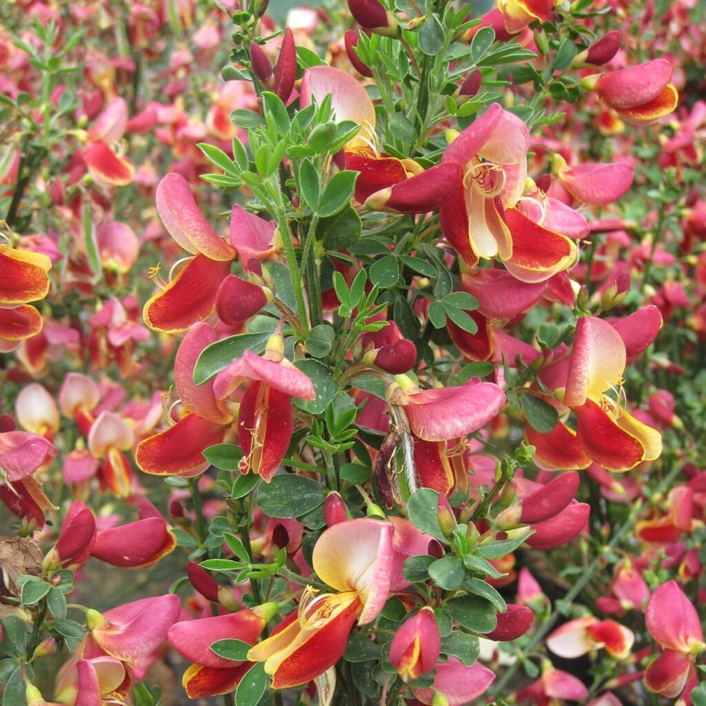Raipstas 'Maria Burkwood'