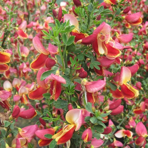 Raipstas 'Maria Burkwood'